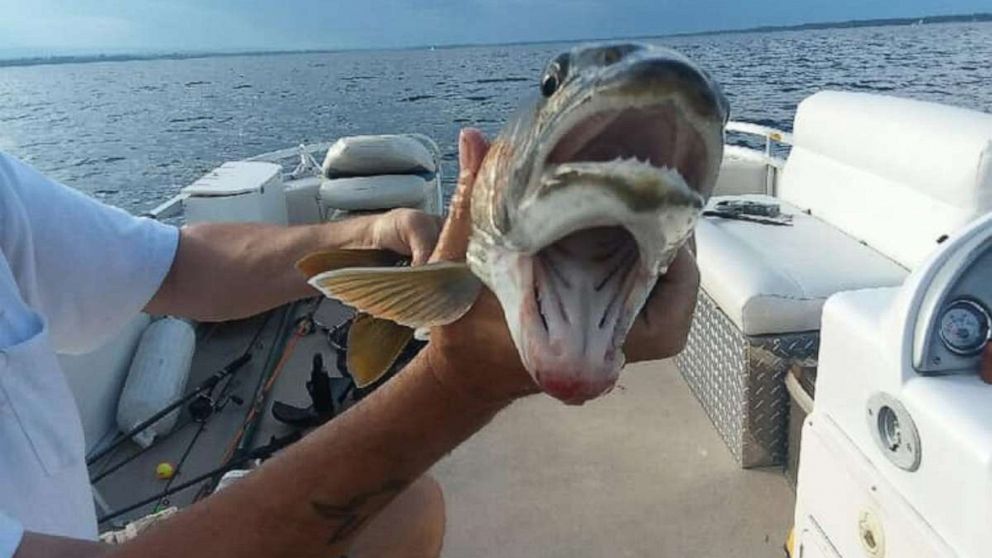 New York woman catches 'crazy-looking' fish with 2 mouths - ABC News