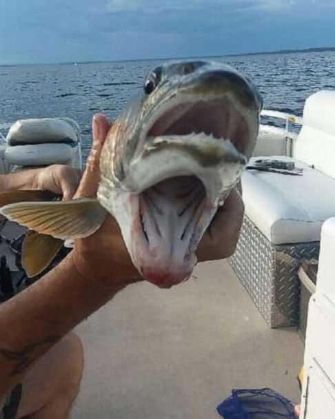 New York woman catches 'crazy-looking' fish with 2 mouths - ABC News