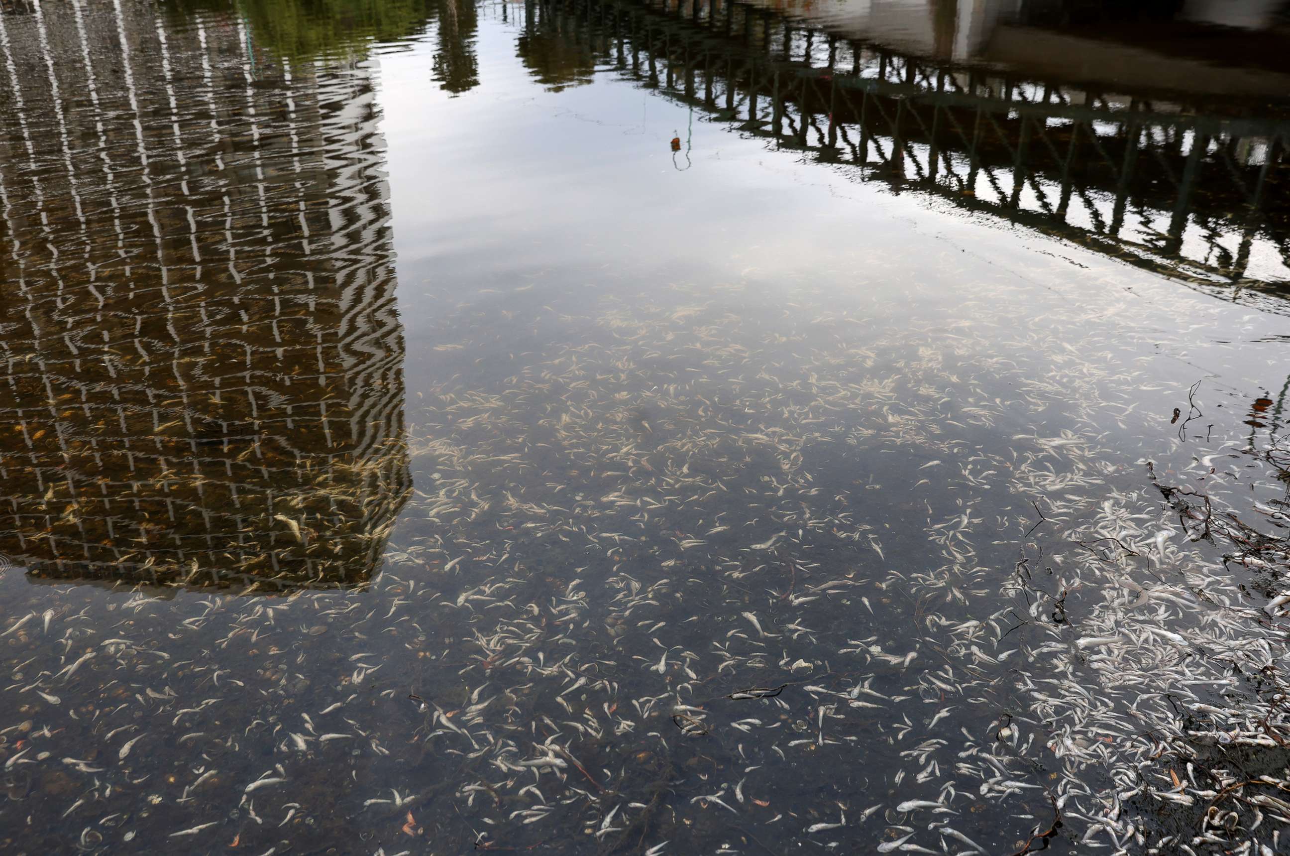 PHOTO: Hundreds of dead fish are seen floating in the waters of Lake Merritt, Aug. 29, 2022, in Oakland, Calif. 