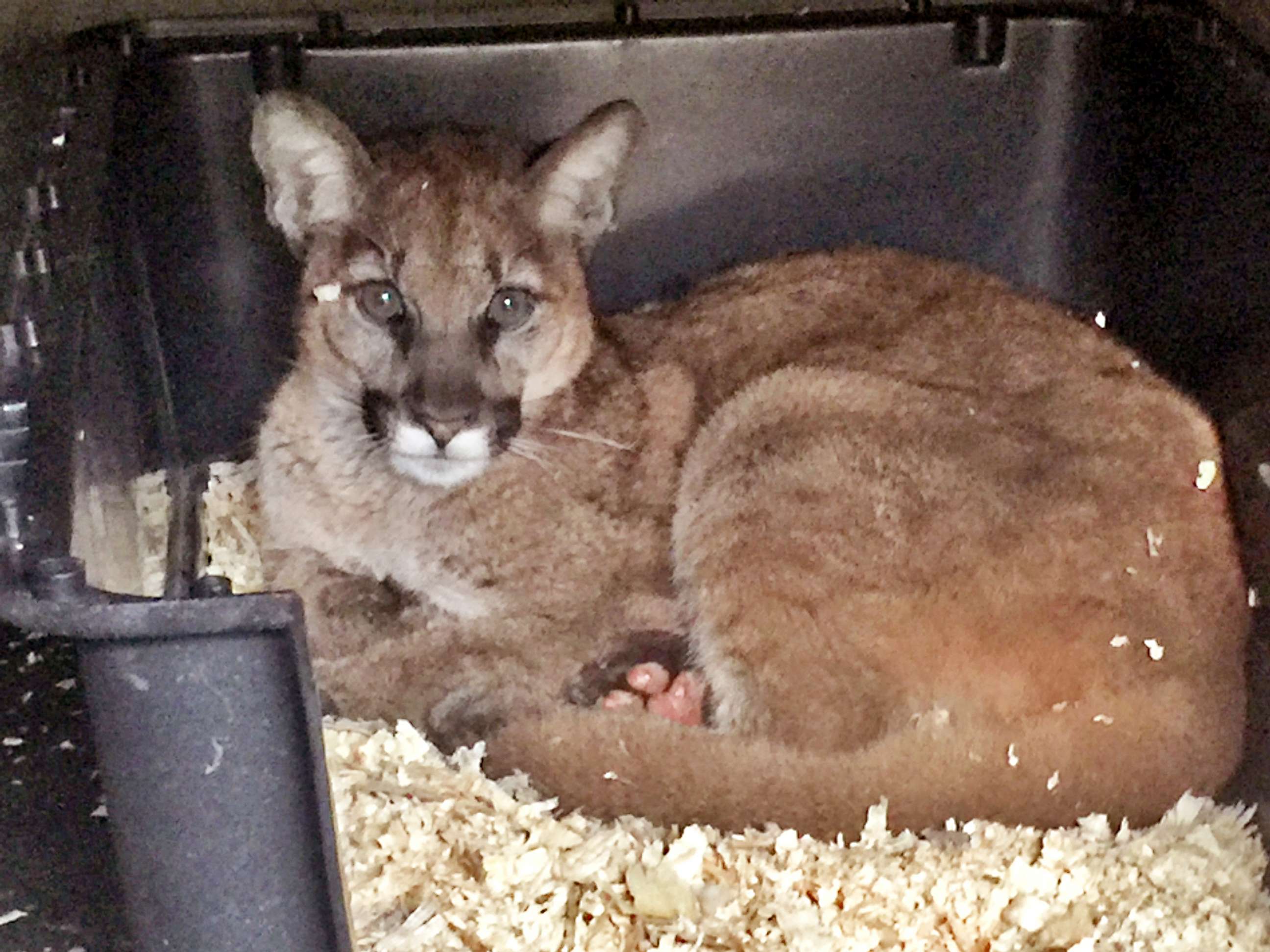 PHOTO: A young male mountain lion recuperates from burns received during the Thomas Fire in Ventura County, Calif, Dec. 2017.