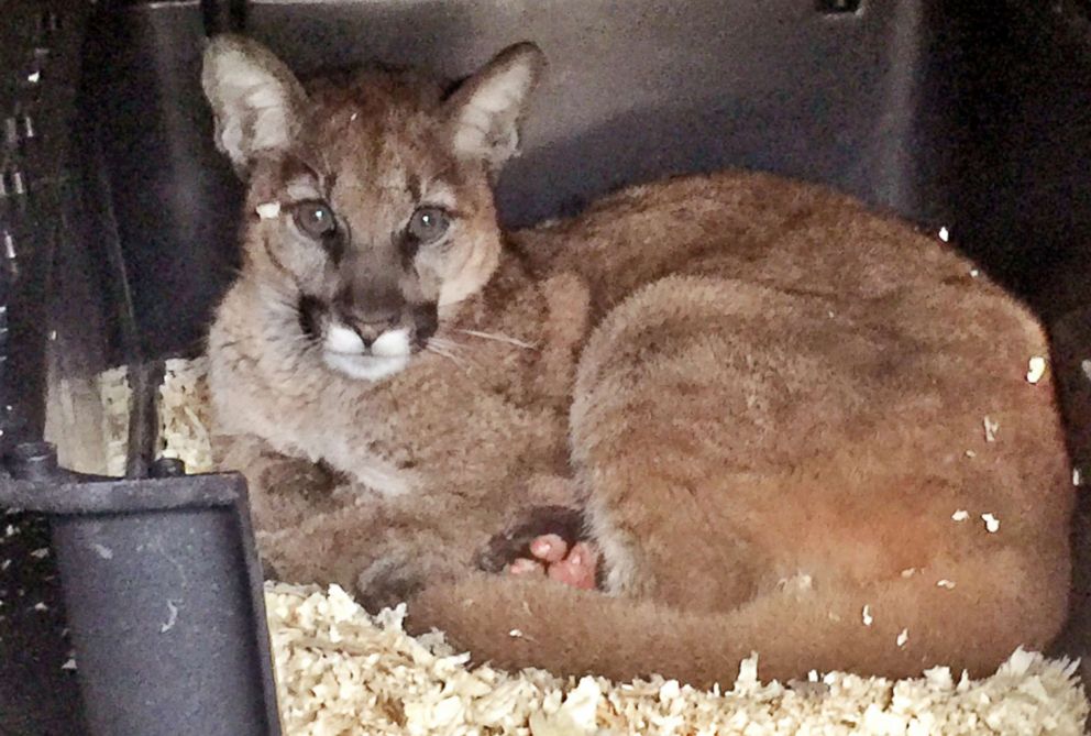 How a mountain lion injured by CA wildfire shows that fish skin could ...