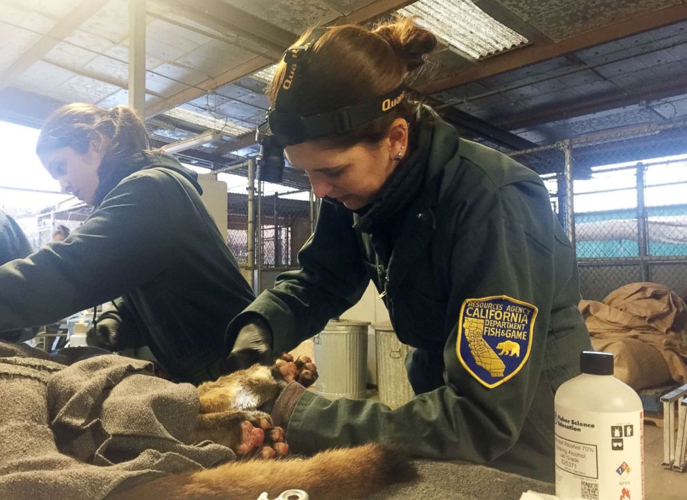 PHOTO: Dr. Jamie Peyton of UC Davis Veterinary Medical Teaching Hospital looks carefully between a lion's toes to determine the extent of his injuries, Dec. 2017.