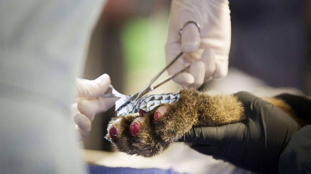 PHOTO: Tilapia skin acts as a biologic band aid on a mountain lion's burn wounds from a California wildfire.