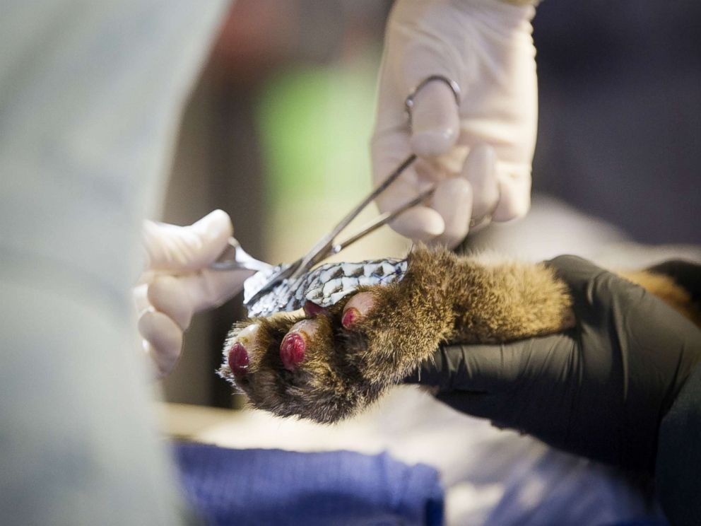 PHOTO: Tilapia skin acts as a biologic band aid on a mountain lions burn wounds from a California wildfire.