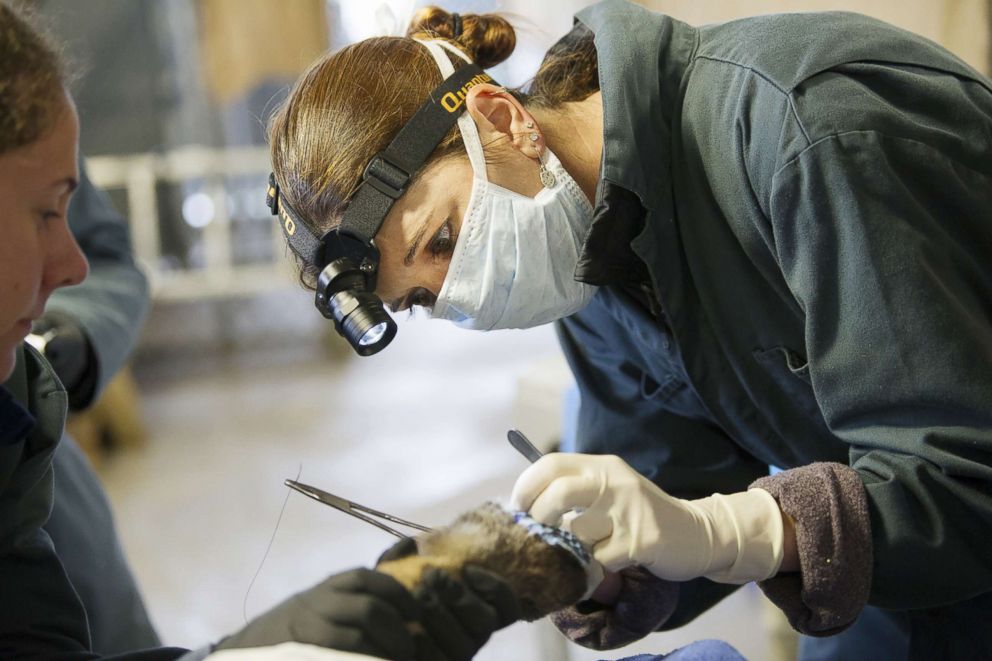 PHOTO: Dr. Jamie Peyton of UC Davis Veterinary Medical Teaching Hospital applies tilapia skin treatment to an injured mountain lion.