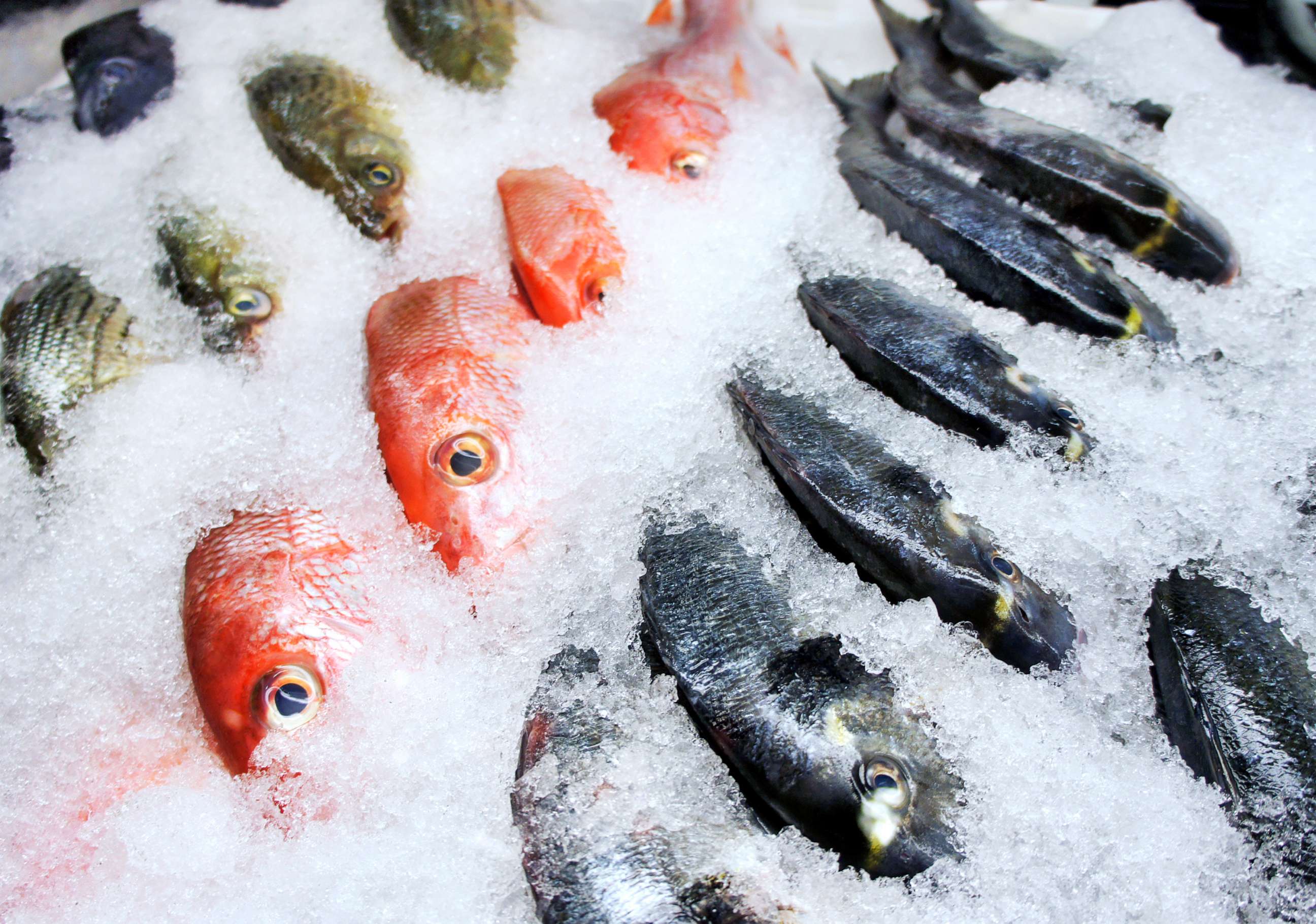 PHOTO: Stock photo of fish on ice.