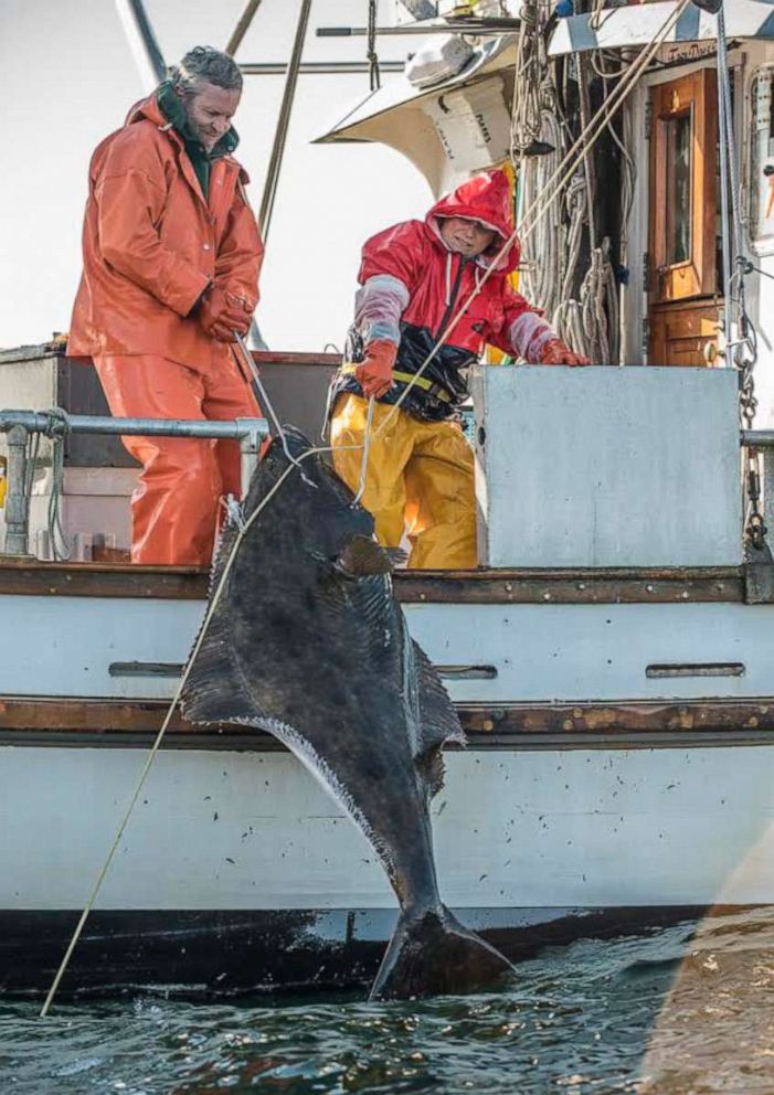 PHOTO: With May being the height of halibut season, prices for the fish have dropped by 60% compared to last year, according to Linda Behnken, executive director of the Alaska Longline Fishermen's Association.
