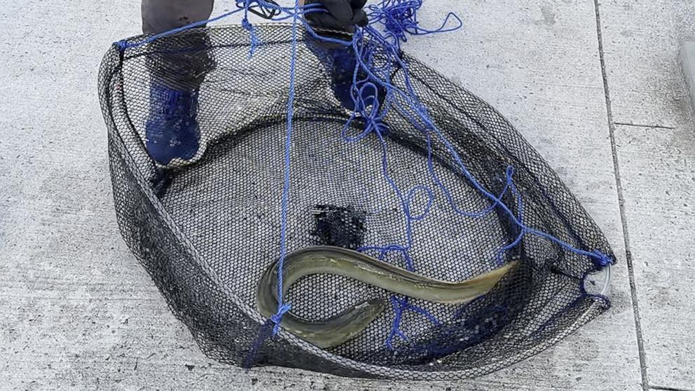 best landing net for kayak fishing SARDVISA 27 Inch Foldable Floating with Fixed Handle cat teaser wand toy The high level of Model:EXELT5000D-C 1 Pcs Upgraded Floating