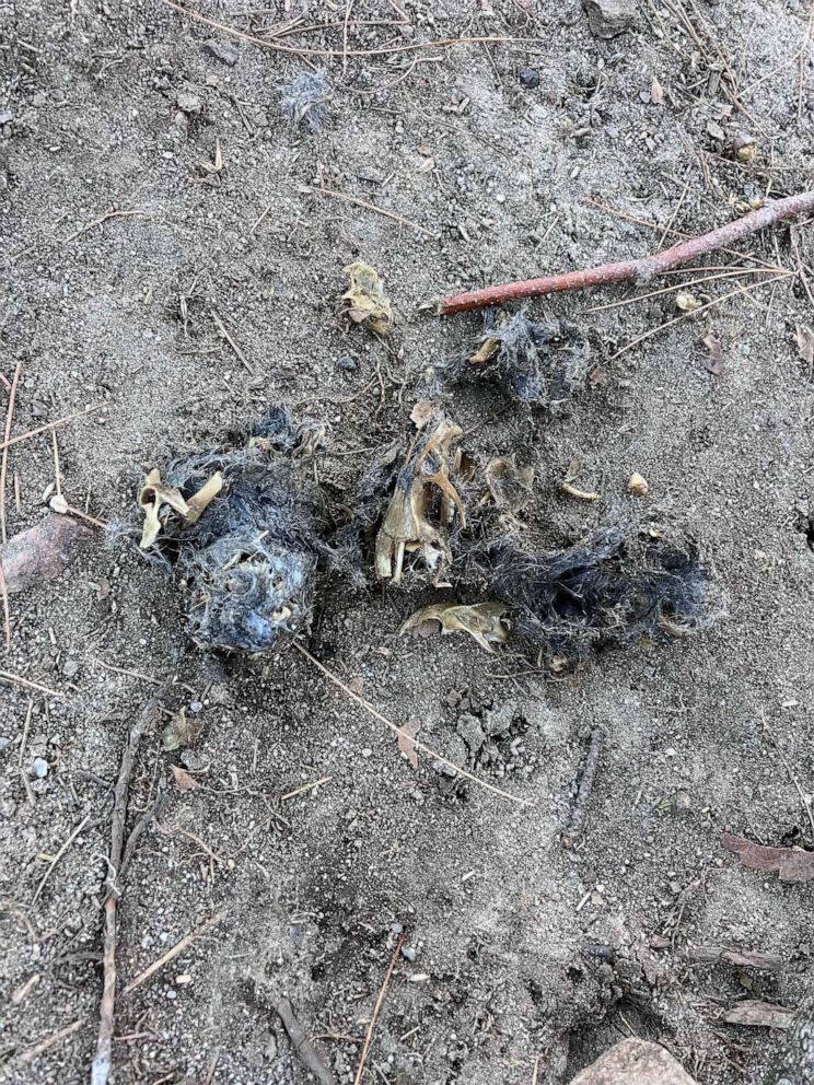 PHOTO: A pellet regurgitated by Flaco, the Eurasian eagle owl who escaped from his Central Park Zoo enclosure on Feb. 2, 2023, shows apparent rodent bones and fur from meals he’s been eating.