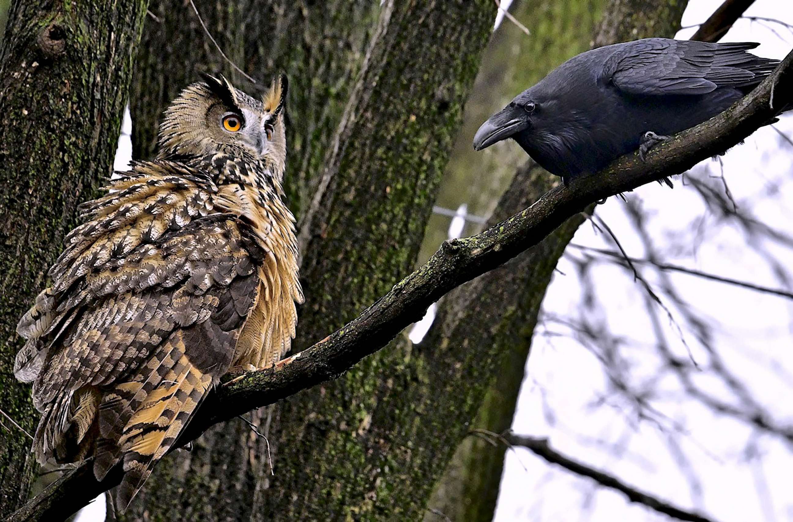 PHOTO: Flaco, the Eurasian eagle owl who escaped from his vandalized Central Park Zoo enclosure, seen on Feb. 17, 2023, showing he can defend himself, ruffling his feathers, puffing himself up and lunging at a raven that invaded his space.