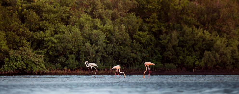 Hurricane Idalia blows flamingos as far as Ohio