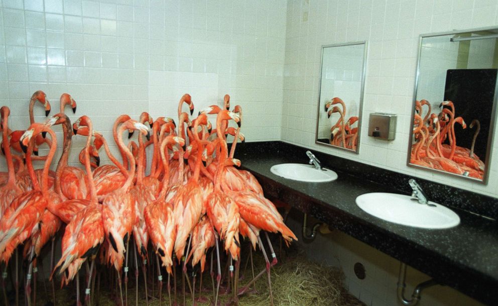 PHOTO: Flamingos take refuge in a bathroom at Miami-Metro Zoo, Sept. 14, 1999, as tropical-storm force winds from Hurricane Floyd approached the Miami area. 