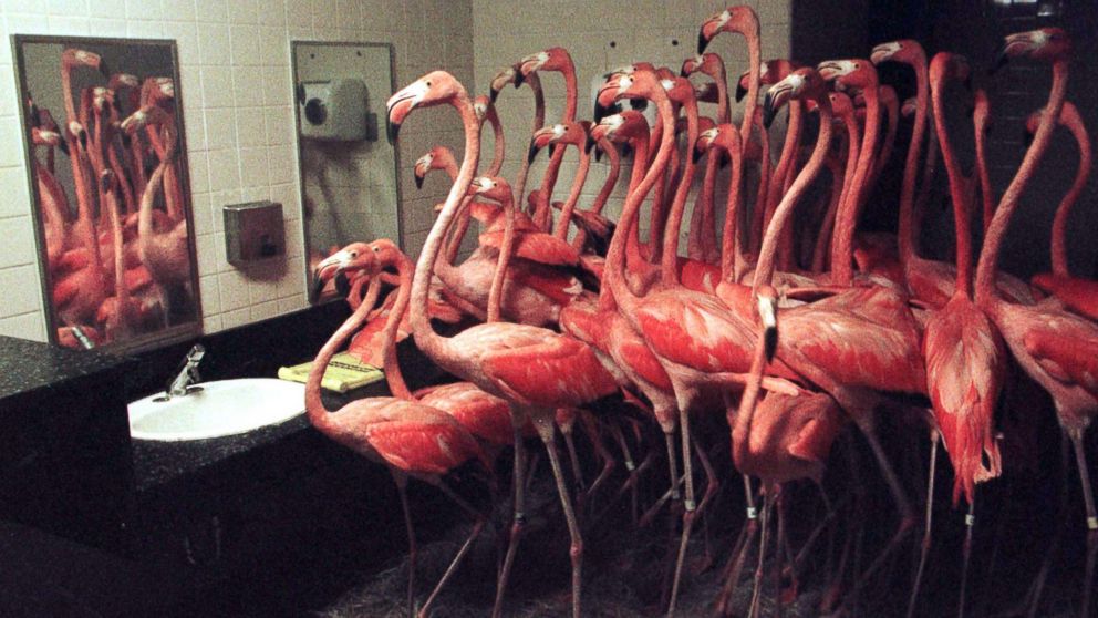 PHOTO: Flamingos crowd together in a restroom at Miami's Metro Zoo, Sept. 25, 1998.