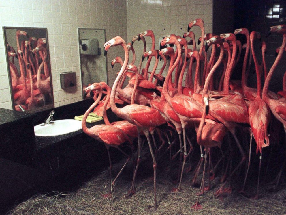 PHOTO: Flamingos crowd together in a restroom at Miami's Metro Zoo, Sept. 25, 1998.