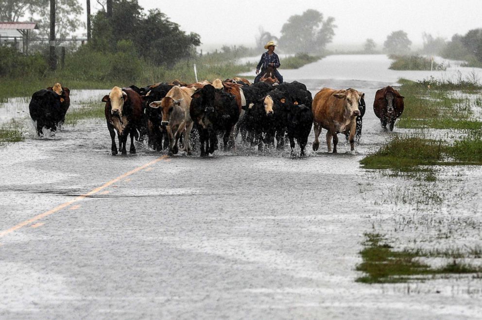 PHOTO: Jim Dunagan moves his cattle to higher ground as remnants of Tropical Depression Imelda flood parts of Southeast Texas, Thursday, Sept. 19, 2019, near Nome, Texas.