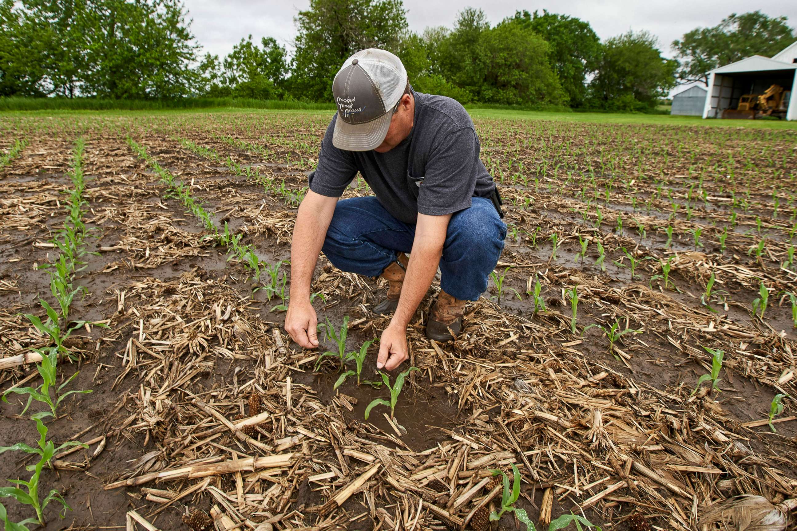PHOTO: In this May 29, 2019 photo, Jeff Jorgenson examines young corn plants on a partially flooded field he farms near Shenandoah, Iowa. 
