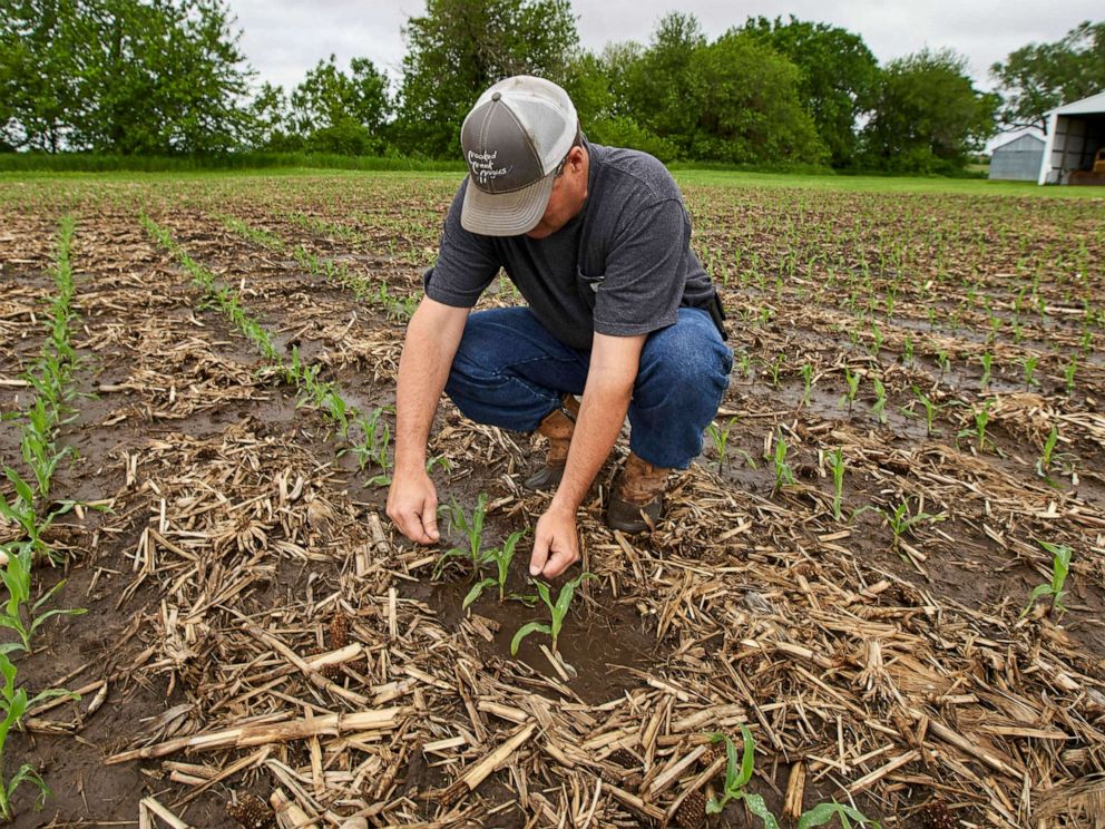 PHOTO: In this May 29, 2019 photo, Jeff Jorgenson examines young corn plants on a partially flooded field he farms near Shenandoah, Iowa.