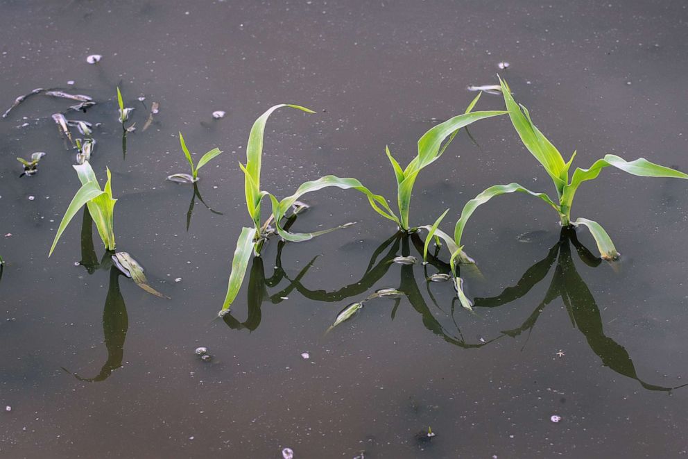 PHOTO: Corn grows in a saturated farm field on May 29, 2019 near Emden, Ill.