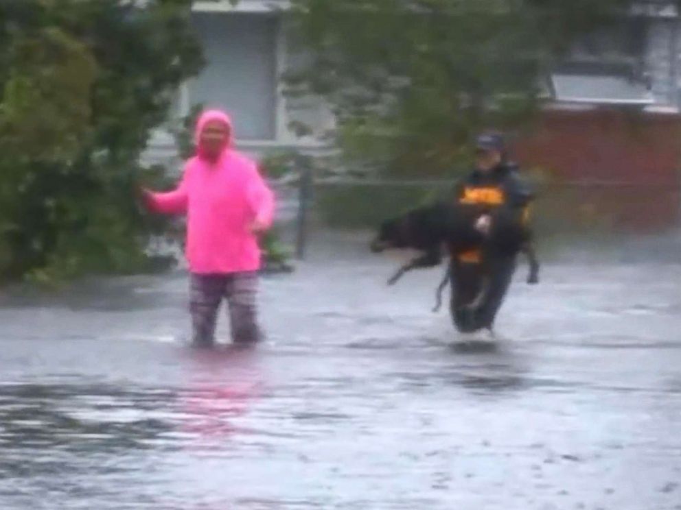 PHOTO: Julie Wilson, a reporter for WTVD, helps save a dog when Hurricane Florence hit New Bern, N.C., Sept. 14, 2018.