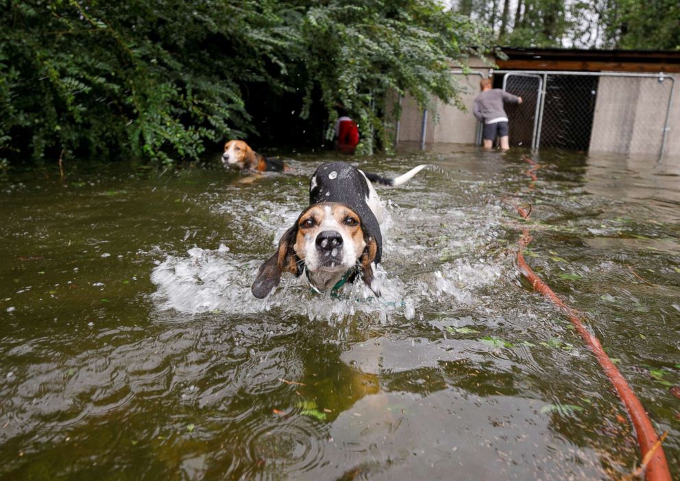 PHOTO: Panicked dogs that were left caged by an owner who fled rising flood waters in the aftermath of Hurricane Florence, swim free after their release in Leland, N.C., Sept. 16, 2018.