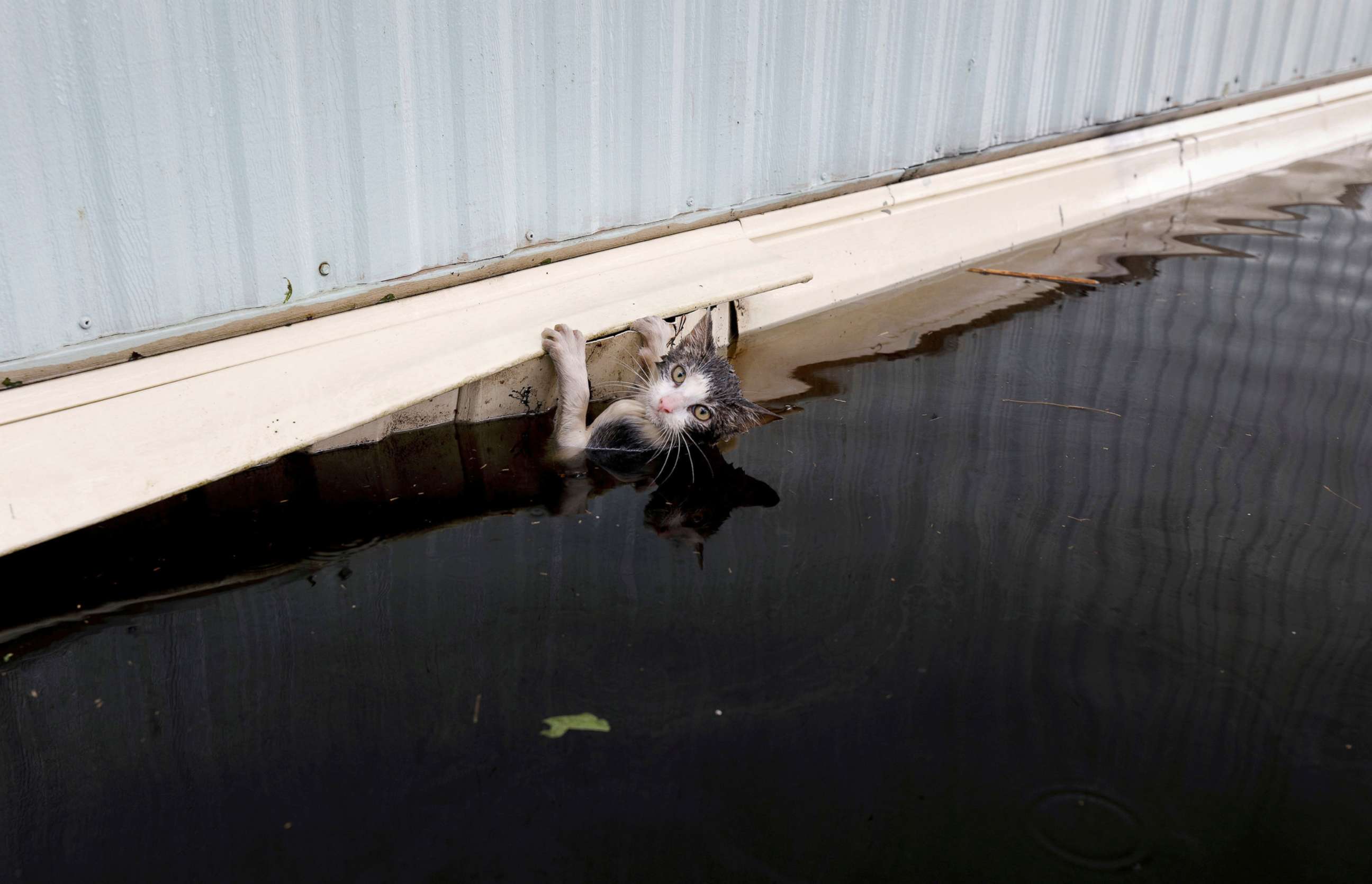 PHOTO: A cat clings to the side of a trailer in the flood waters before it was saved as the Northeast Cape Fear River overflowed its banks in the aftermath Hurricane Florence in Burgaw, N.C., Sept. 17, 2018.
