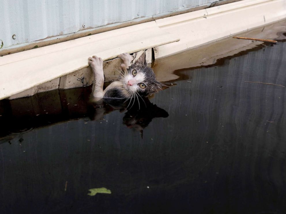 PHOTO: A cat catches on the edge of a trailer in floodwater before it is rescued as the Cape Fear River, to the northeast, overflowed on its shores after the passage from Hurricane Florence to Burgaw, NB, September 17, 2018.