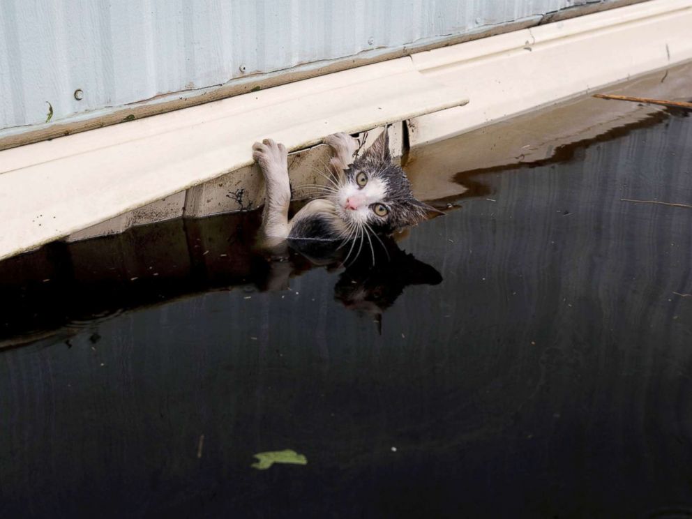 PHOTO: A cat clings to the side of a trailer in the flood waters before it was saved as the Northeast Cape Fear River overflowed its banks in the aftermath Hurricane Florence in Burgaw, N.C., Sept. 17, 2018.