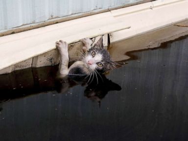 PHOTO: A cat clings to the side of a trailer in the flood waters before it was saved as the Northeast Cape Fear River overflowed its banks in the aftermath Hurricane Florence in Burgaw, N.C., Sept. 17, 2018.