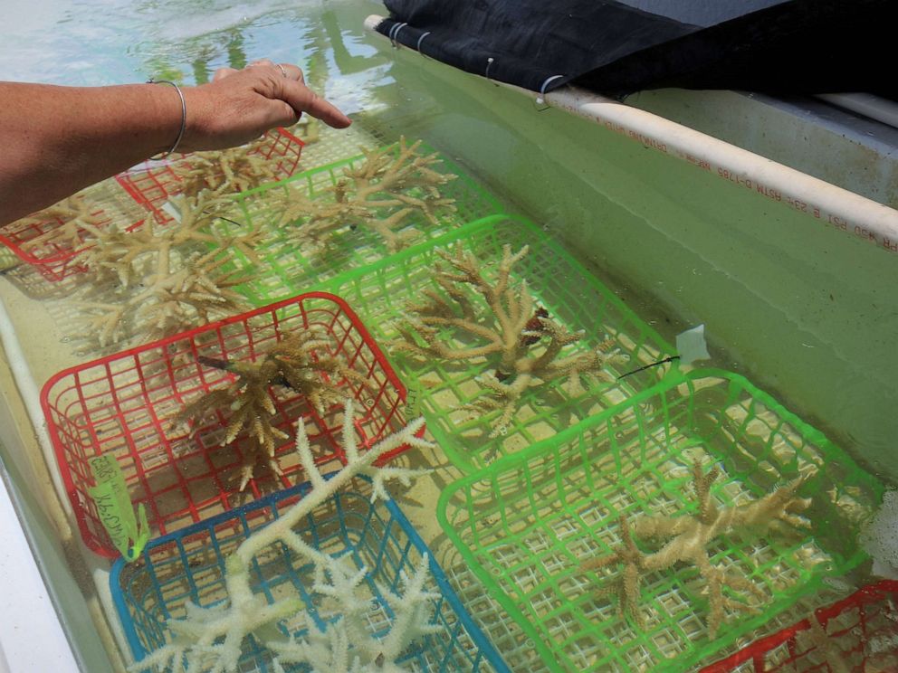 PHOTO: Cynthia Lewis, director of the Keys Marine Laboratory, points to staghorn corals that were recently bleached in an ongoing, unprecedented marine heatwave, July 25, 2023.
