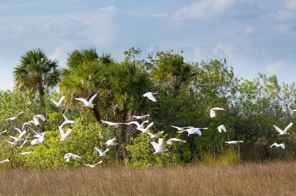 PHOTO: A flock of great egret and wood stork are pictured in flight over wetlands in the Florida Everglades, Nov. 5, 2014.