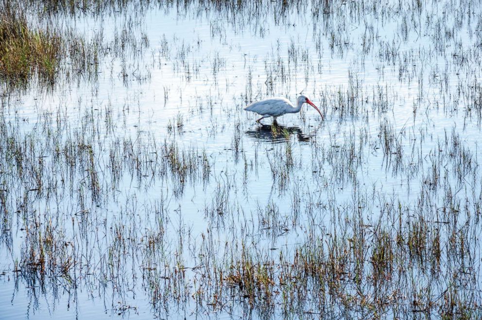 PHOTO: An ibis forages in the marsh at Merritt Island National Wildlife Refuge in Florida, Oct. 22, 2016.