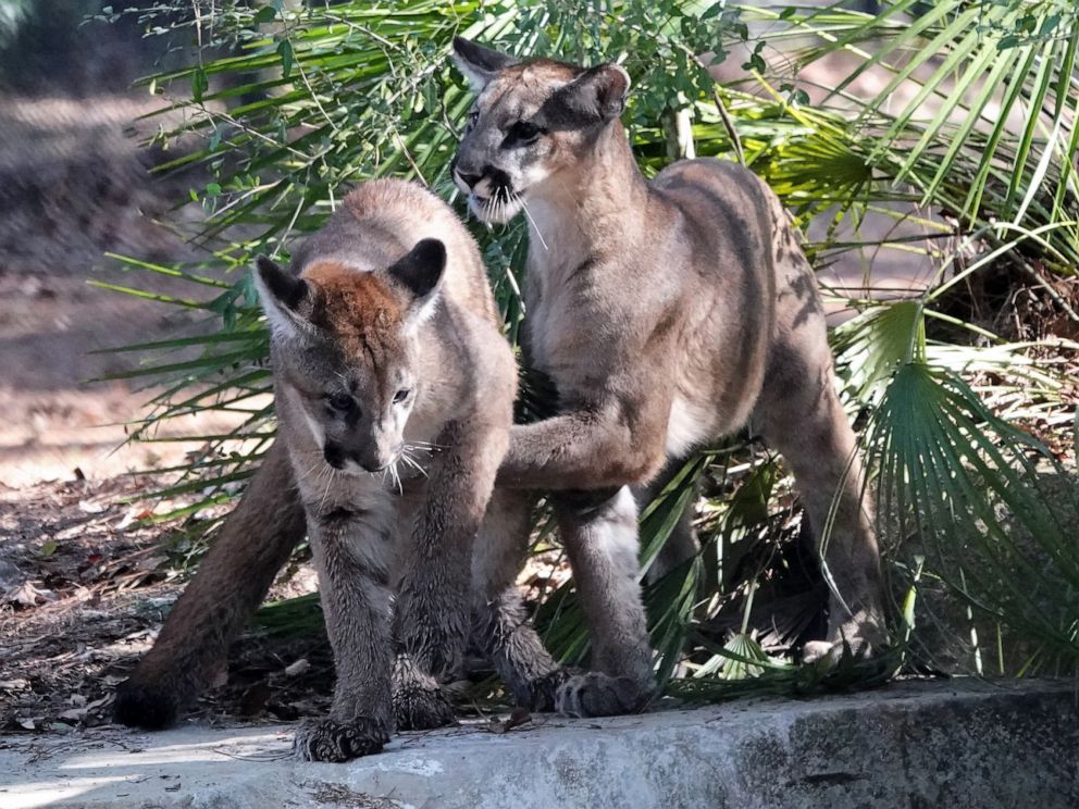 PHOTO: A pair of young male Florida panthers named Cypress and Pepper, whose mother was unable to care for them in the wild due to a mysterious neurological disorder, are seen at the White Oak Conservation in Yulee, Fla.