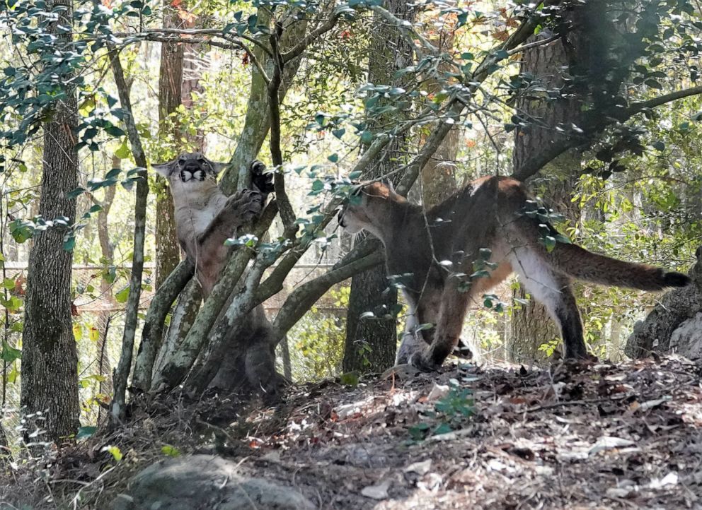 PHOTO: A pair of young male Florida panthers named Cypress and Pepper, whose mother was unable to care for them in the wild due to a mysterious neurological disorder, are seen at the White Oak Conservation in Yulee, Fla.