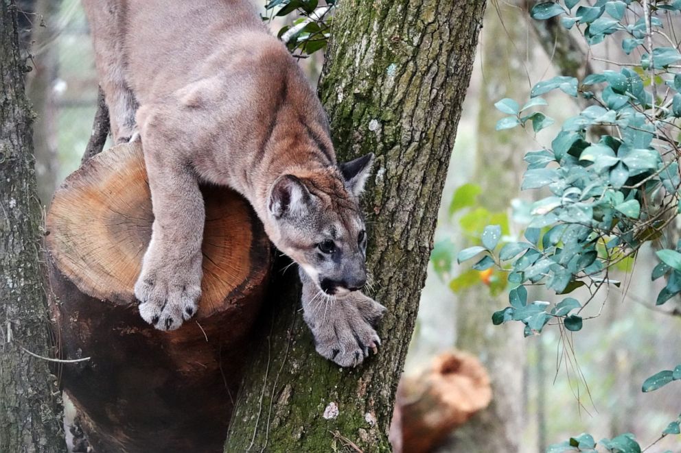 Endangered Florida panther kittens find forever home at wildlife  conservation - ABC News