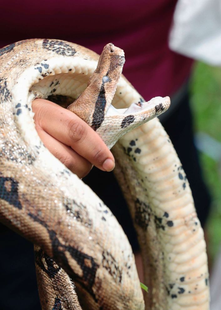 PHOTO: A burmese python in Boynton Beach, Fla., June 19, 2017. 