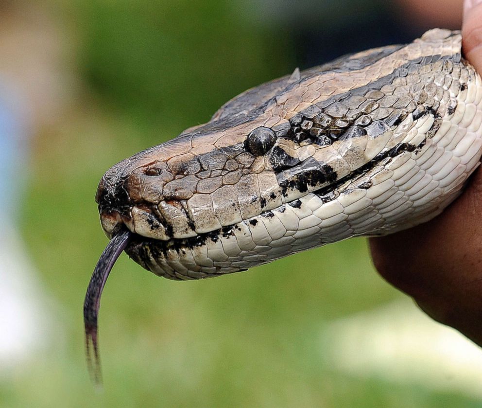 PHOTO: A 13-foot-long Burmese python in Davie, Fla. 
