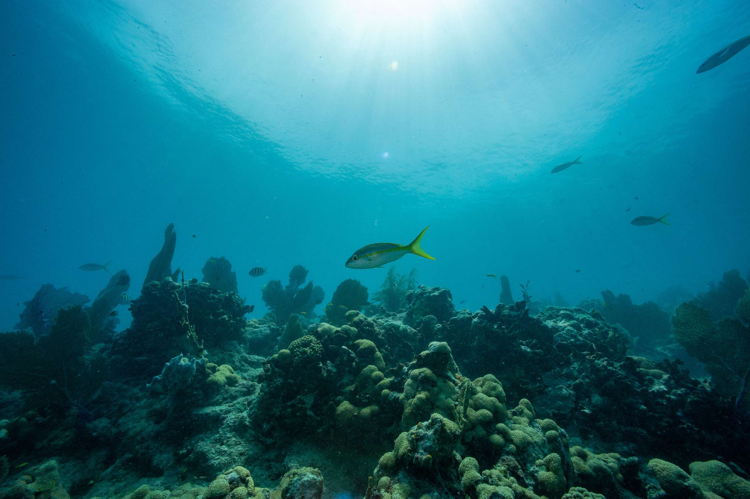 PHOTO: Fish swim around a coral reef, July 13, 2023, in Key West, Fla.
