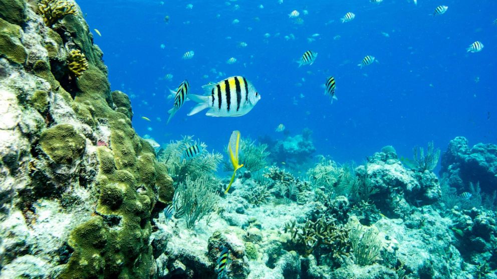 PHOTO: Sergeant Major fish swim around a coral reef, July 14, 2023, in Key West, Fla.