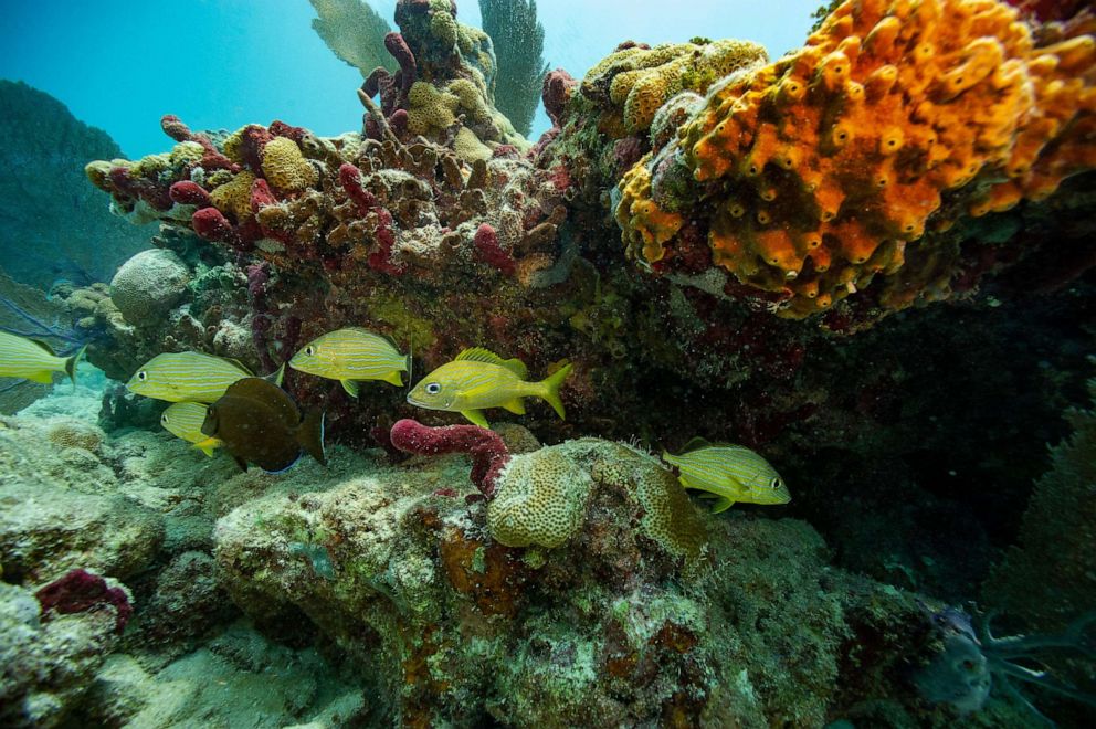 PHOTO: French grunts fish swim around a coral reef, July 13, 2023, in Key West, Fla.