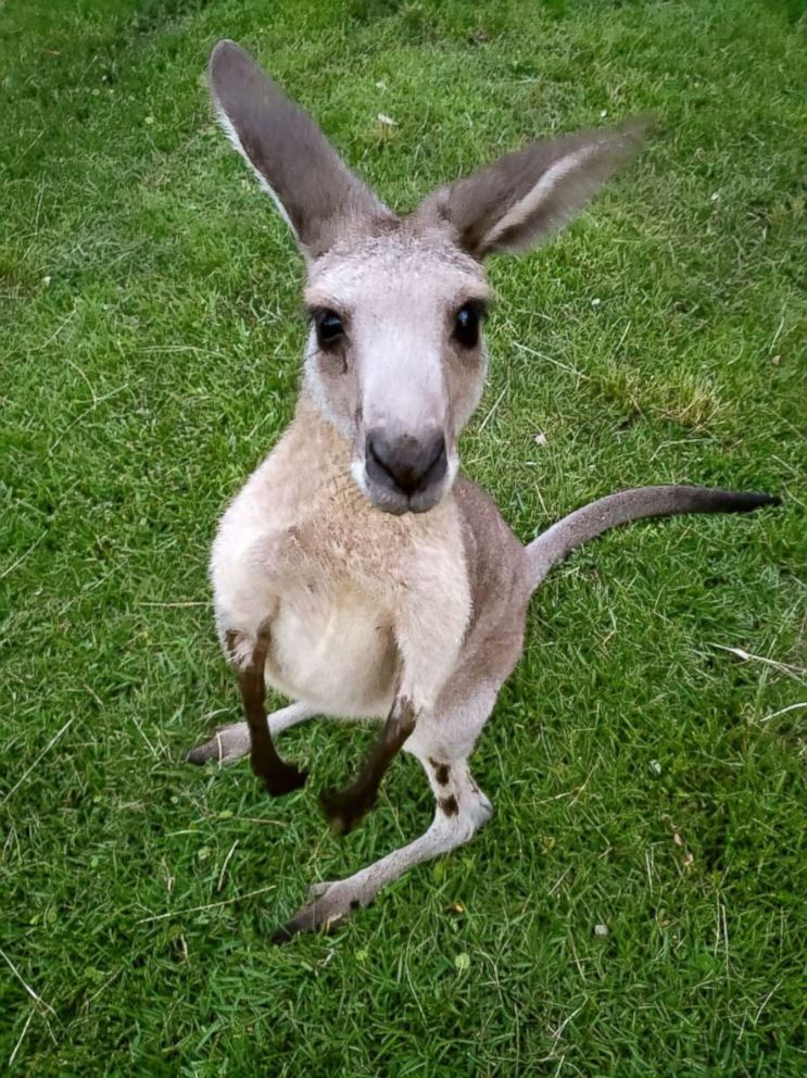 PHOTO: The Florida Fish and Wildlife Conservation Commission are using a drone to find a grey kangaroo, who ran away earlier this month from a Jupiter Farms subdivision where he lived with six other kangaroos.