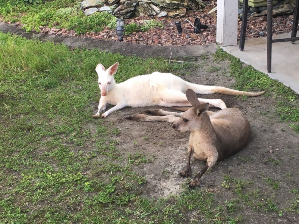 PHOTO: The Florida Fish and Wildlife Conservation Commission are using a drone to find a grey kangaroo, who ran away earlier this month from a Jupiter Farms subdivision where he lived with six other kangaroos.