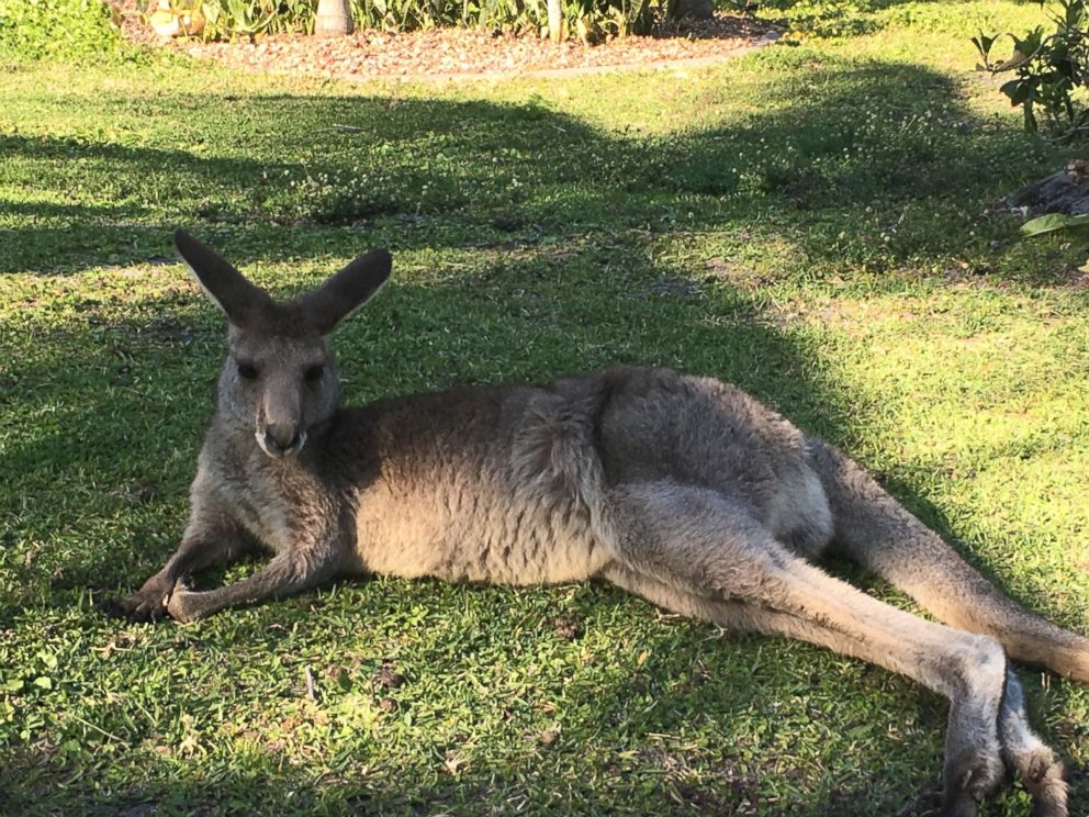 PHOTO: The Florida Fish and Wildlife Conservation Commission are using a drone to find a grey kangaroo, who ran away earlier this month from a Jupiter Farms subdivision where he lived with six other kangaroos.