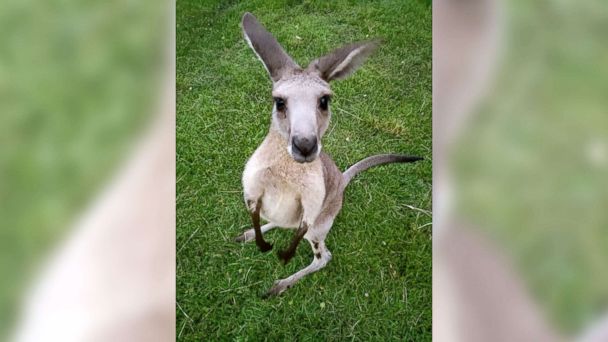 Runaway kangaroo in Florida was found blocks from his home after ...