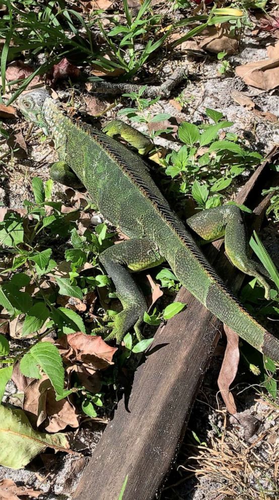 PHOTO: A paralyzed iguana is seen on the ground, in Hollywood, Fla., Jan. 30, 2022, in this still image obtained from a video posted on social media.