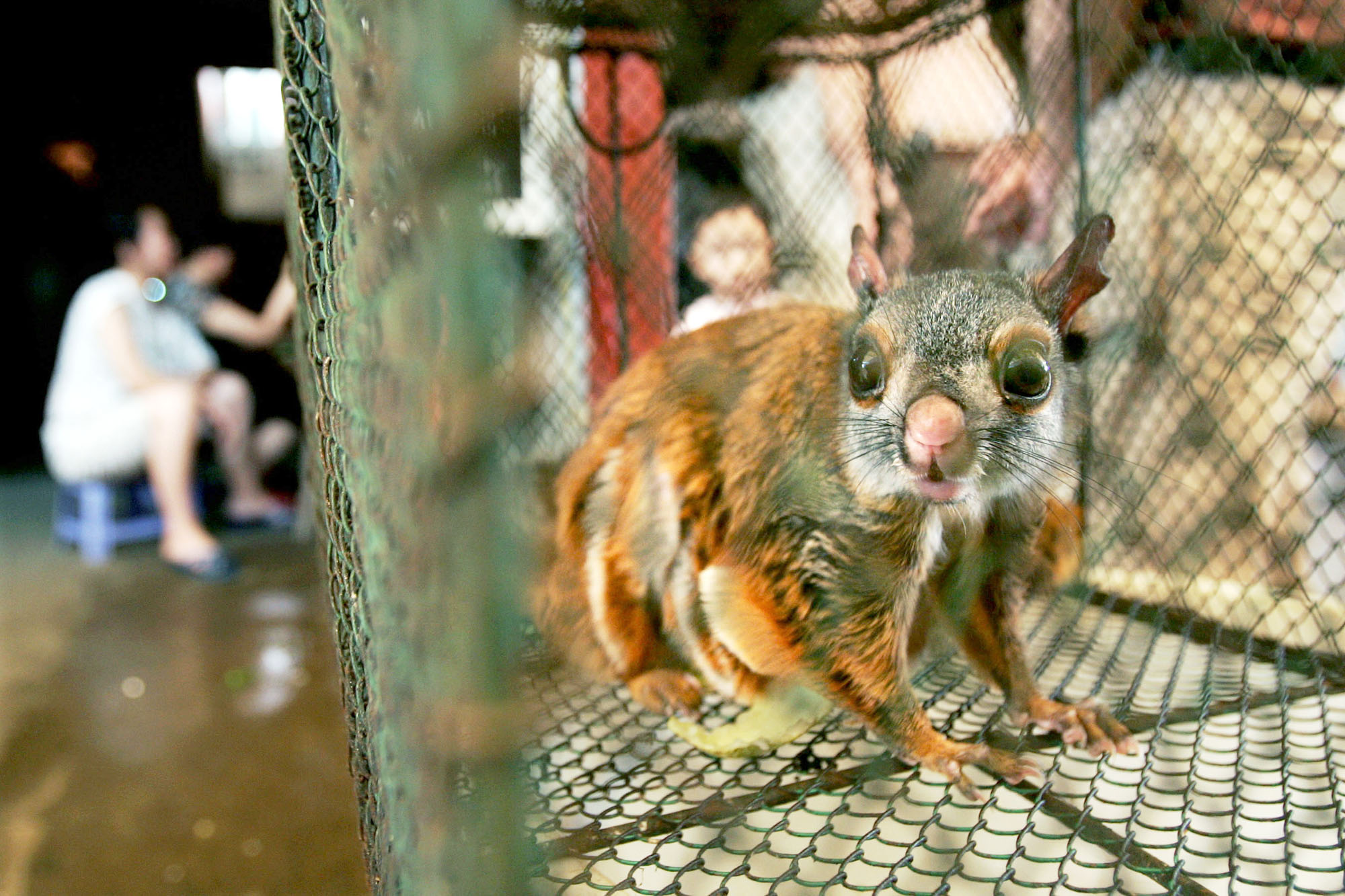 PHOTO: A flying squirrel sits inside a cage for sale at a market in the Baiyun district in China's southern city of Guangzhou  Sept. 16, 2004.