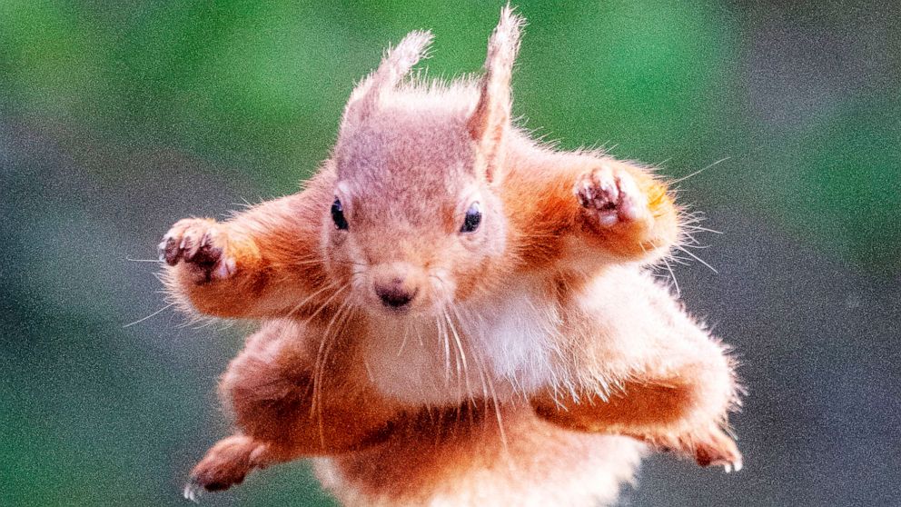 Flying Squirel