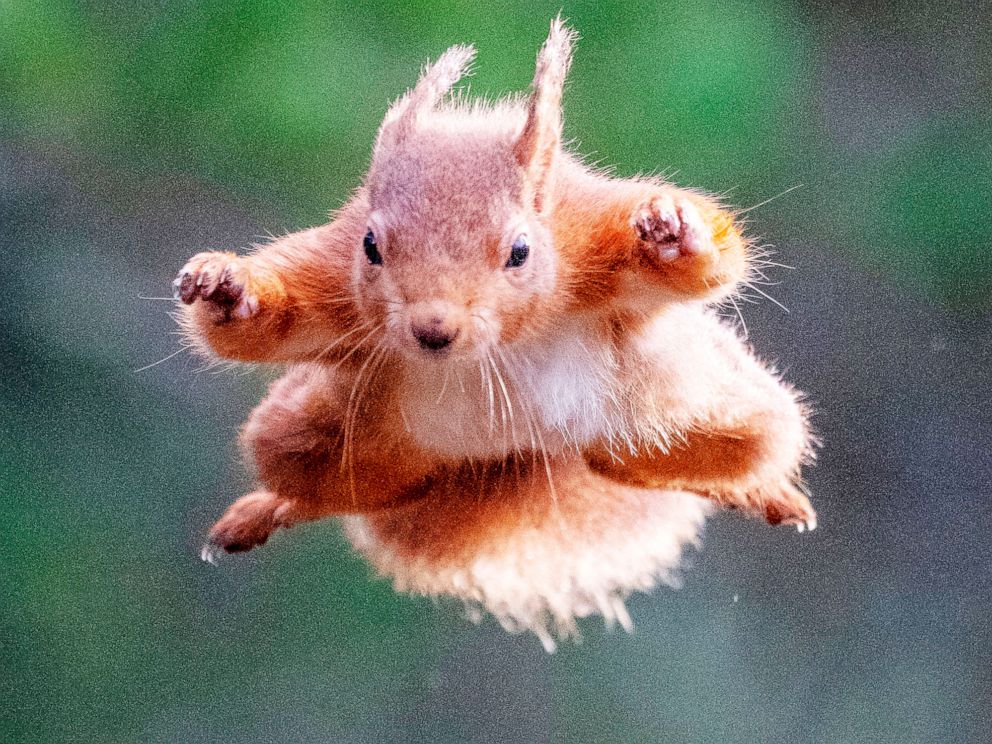 flying-squirrel-florida-china-02-ap-llr-