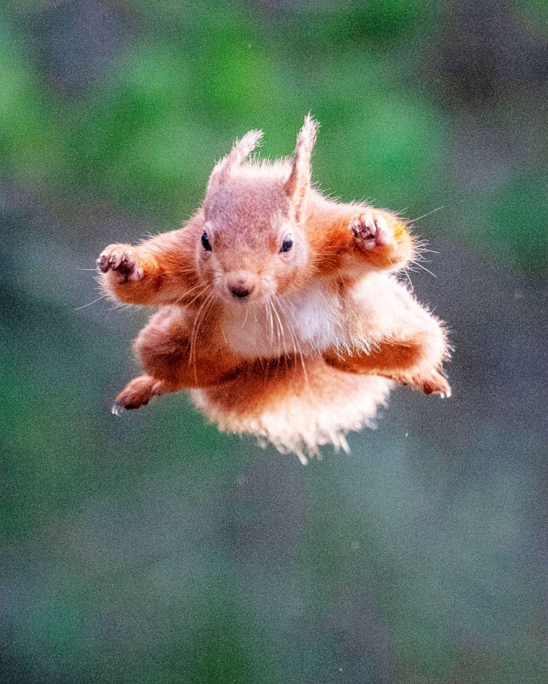 PHOTO: A Flying Squirrel flies through the air in Inverness, UK., March 12, 2019.