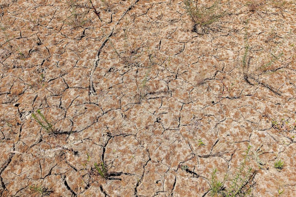 PHOTO: Plants poke out of the dried lake bed at Folsom Lake Marina during a drought in El Dorado Hills, Calif., May 25, 2021.