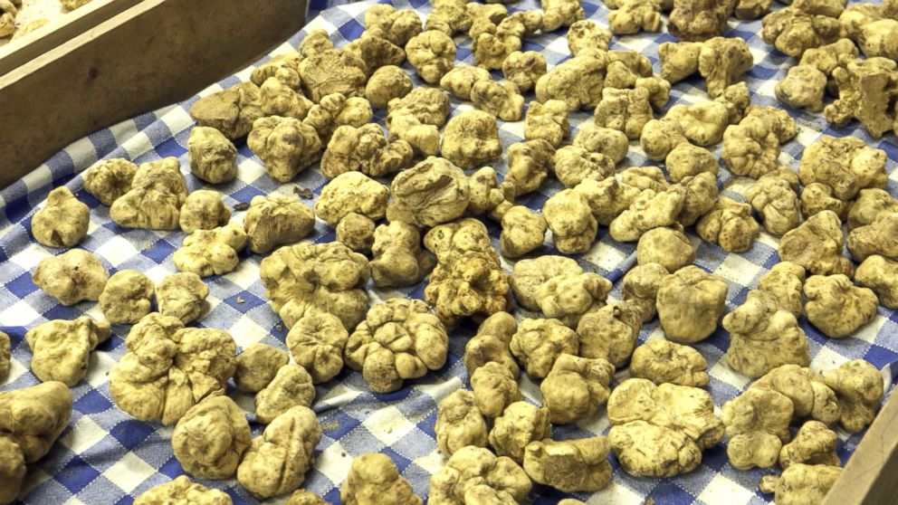 PHOTO: A collection of expensive, Italian white truffles before they are sold at Urbani Tartufi, the company that is said to control 70 percent of the global truffle trade. 